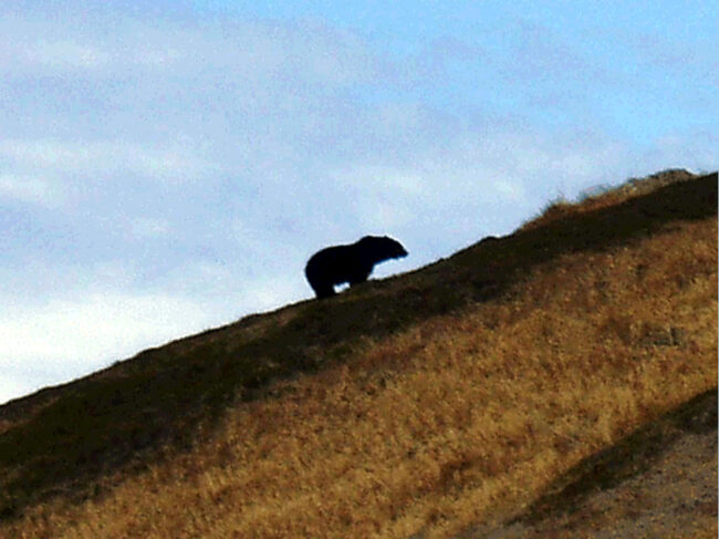 Tersenyumlah dan Tahan?  Memperkenalkan Kembali Grizzlies ke Cascades Utara Menimbulkan Emosi Yang Kuat – Keadaan Planet Ini