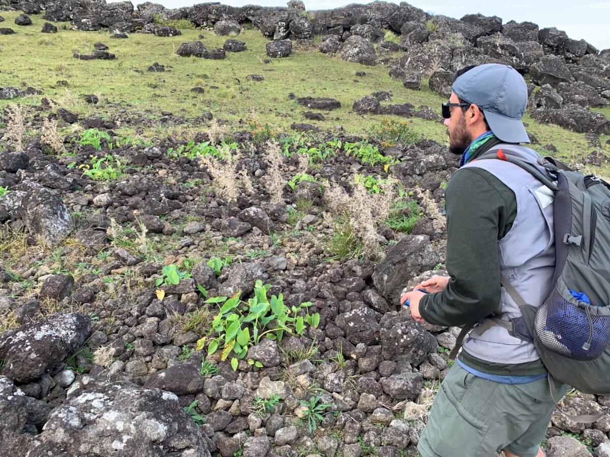 Studi Menantang Ide Populer Bahwa Penduduk Pulau Paskah Melakukan 'Ecocide' – Keadaan Planet Ini