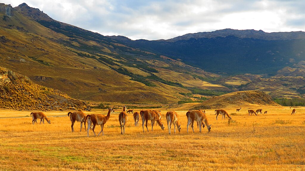 Rencana untuk 'Mengatur Ulang' Guanacos di Argentina Memicu Debat Ilmiah dan Ancaman Hukum – Keadaan Planet ini