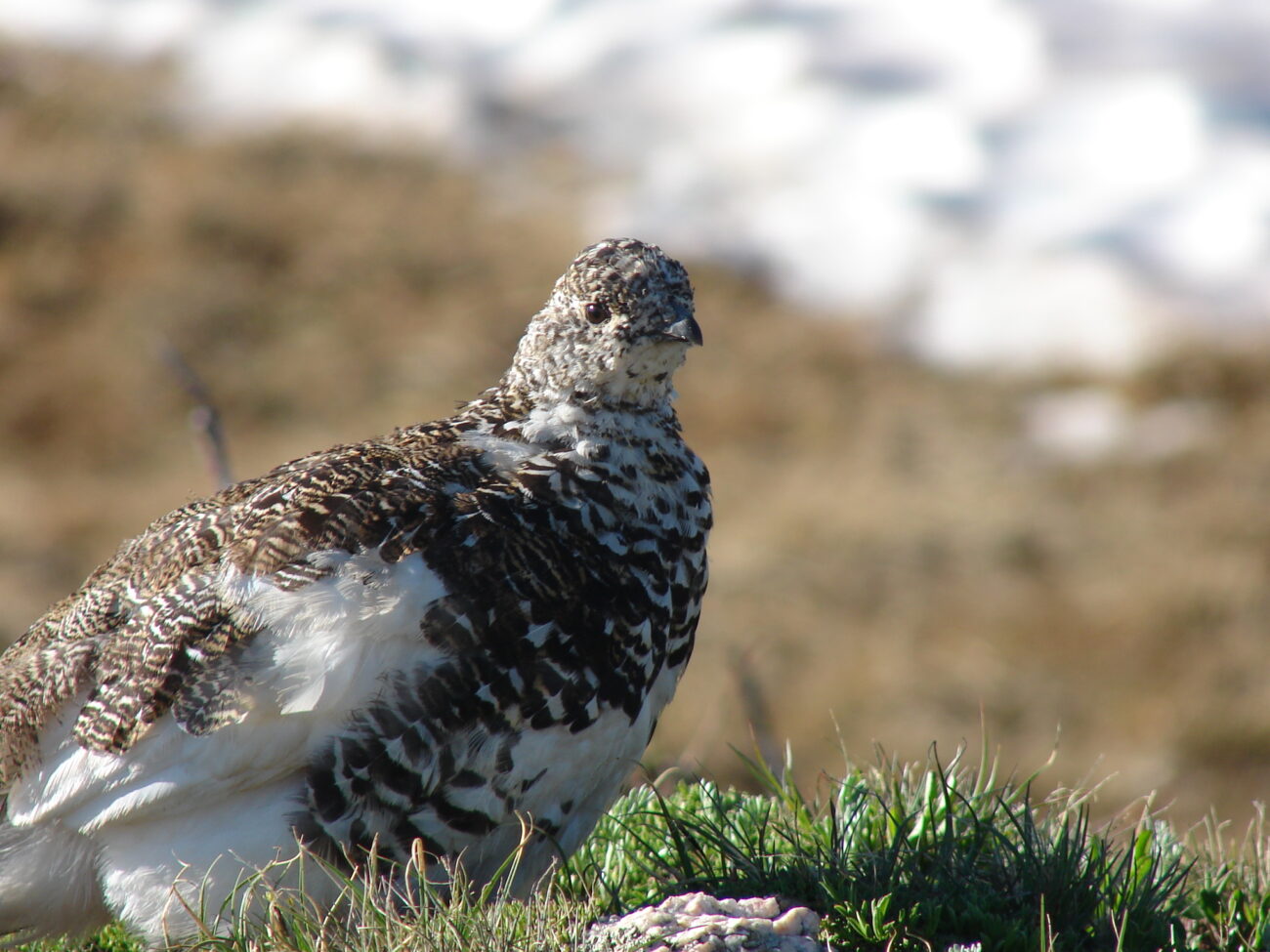 Ptarmigan ptarmigan ptarmigan putih akhirnya menerima spesies planet yang 'terancam punah'