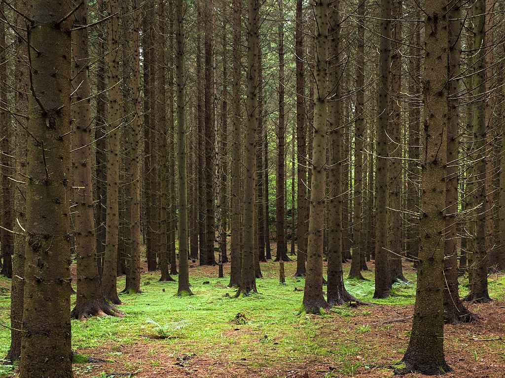 Gen Z memimpin seruan untuk konservasi dengan Treeetalks – Planet State