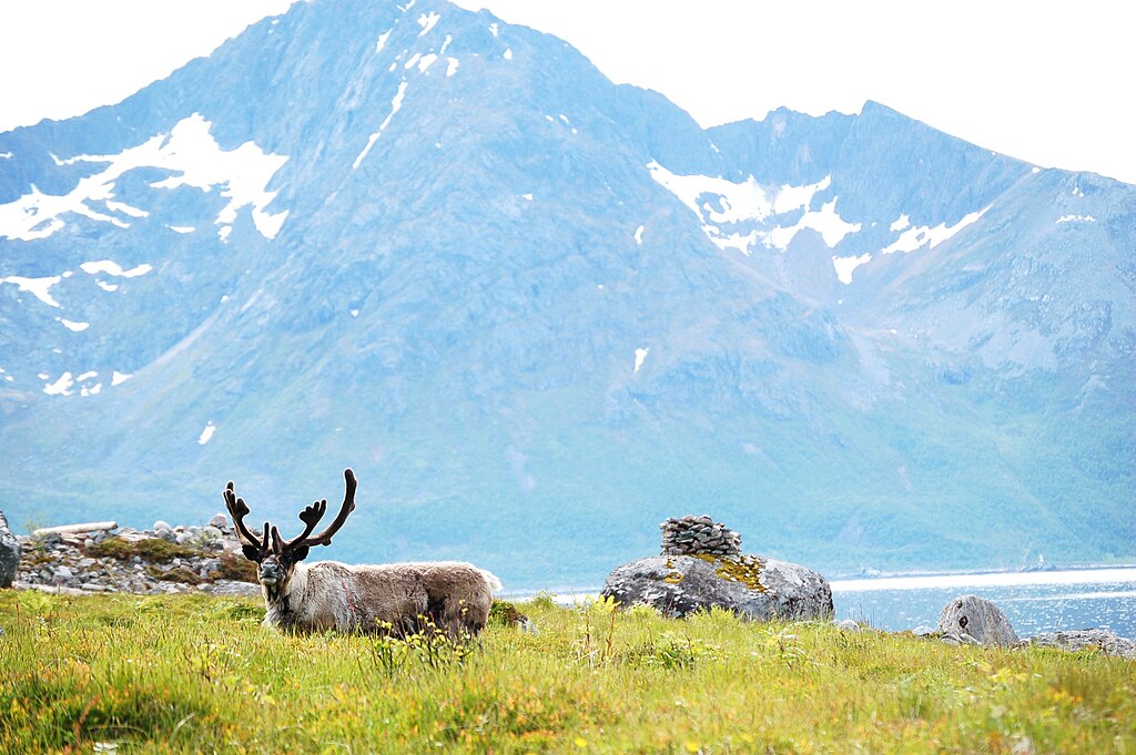 Di Norwegia, ketegangan tumbuh antara tujuan iklim dan hak -hak asli – kondisi planet ini