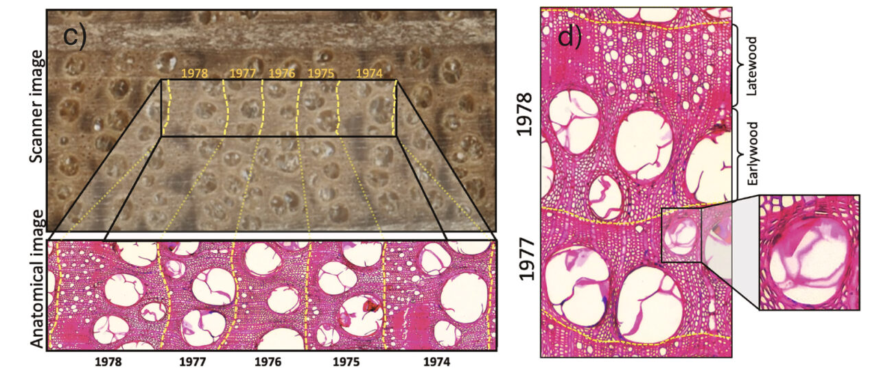 Lingkaran Pohon Mengungkap Dampak Badai dan Tekanan Permukaan Laut pada Hutan Pesisir – Planet State