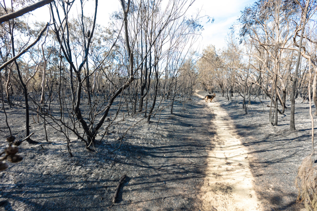 Pola Samudera Pasifik Membantu Menjelaskan Tren Kebakaran Hutan yang Berbeda di AS dan Australia – Negara Bagian Planet Ini